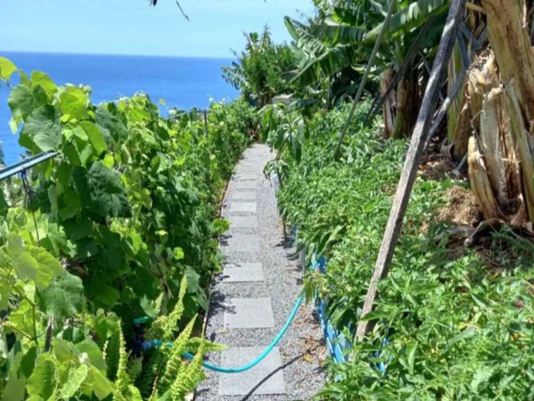 The banana tree apartment walkway between greenery