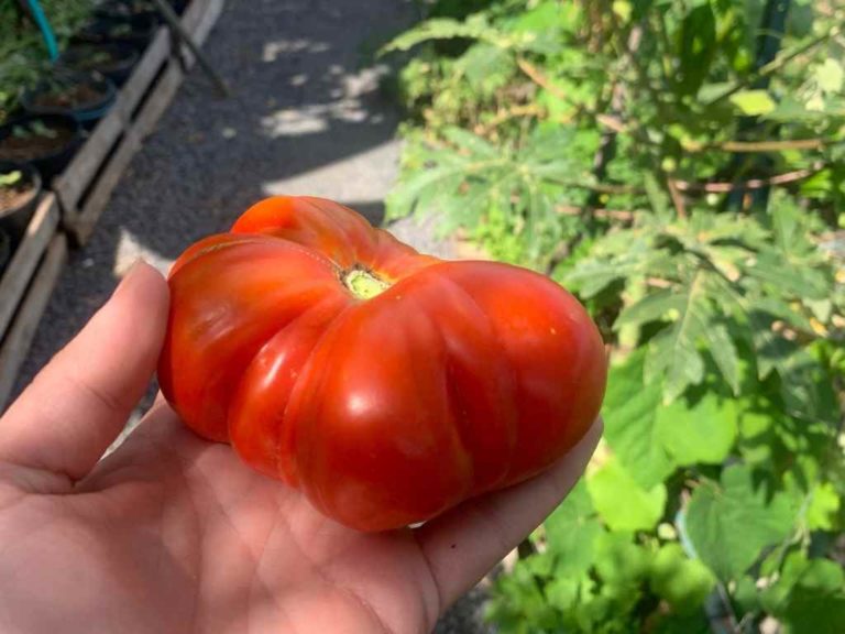 The garden apartment tomato