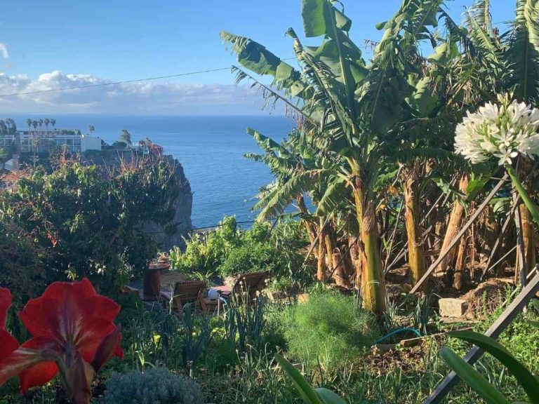 The garden apartment banana trees and sea view